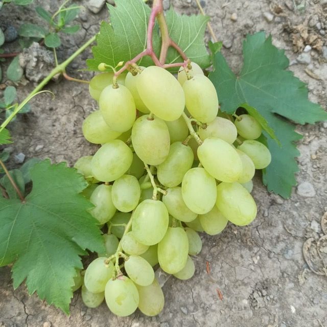 Виноград десертный, ферма Сергея Сулименко