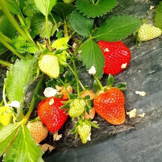 Клубника, ферма Сергея Красикова