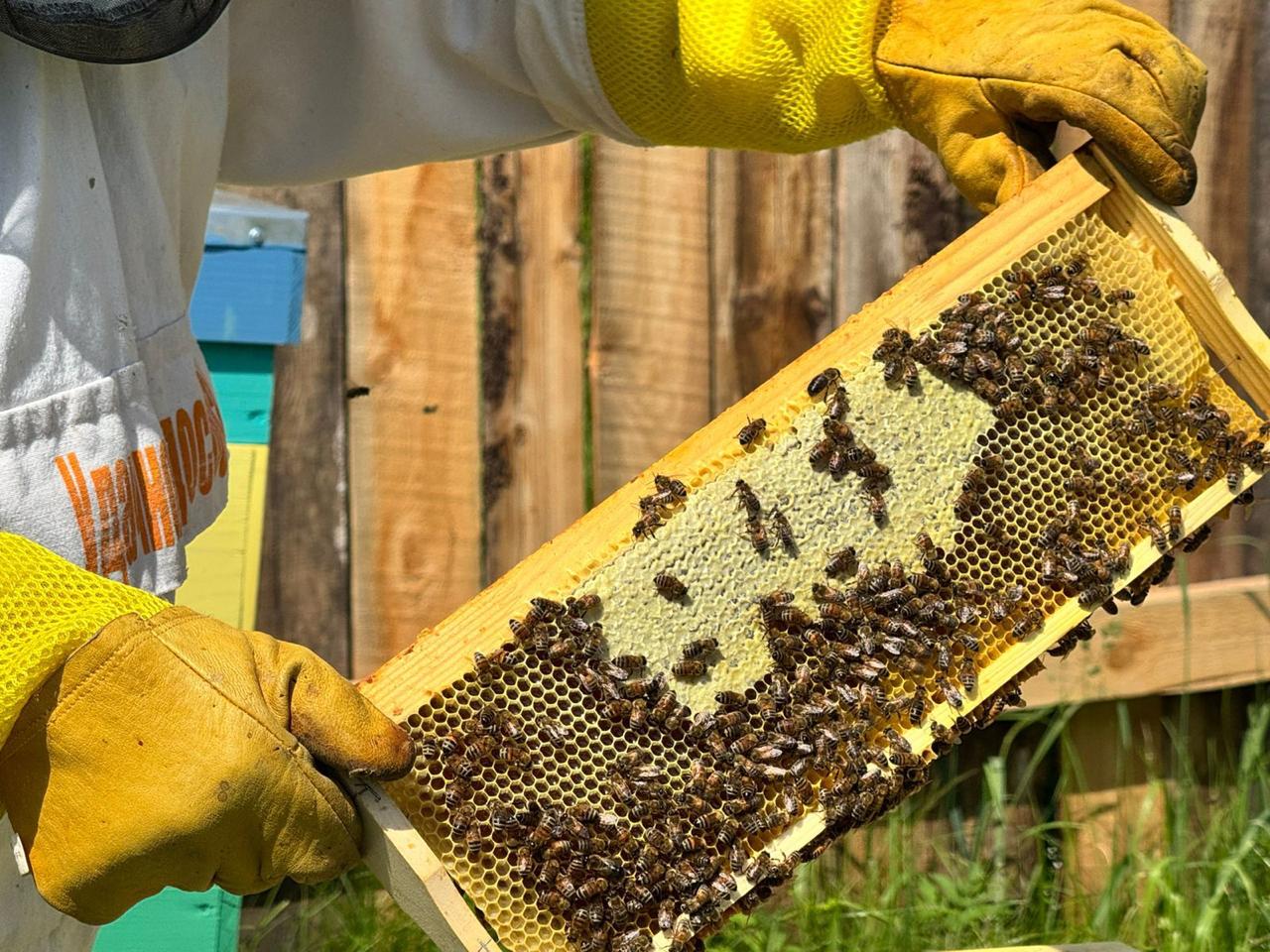 Пасека Александра Соколова