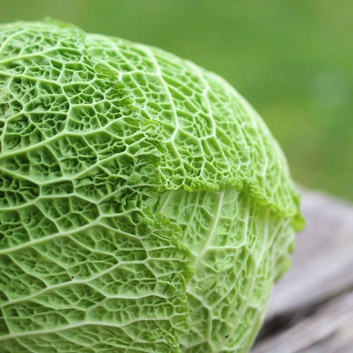 Капуста савойская, ферма Лебедь