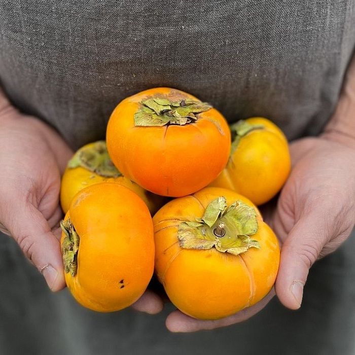 Хурма Яблочная, Абхазия