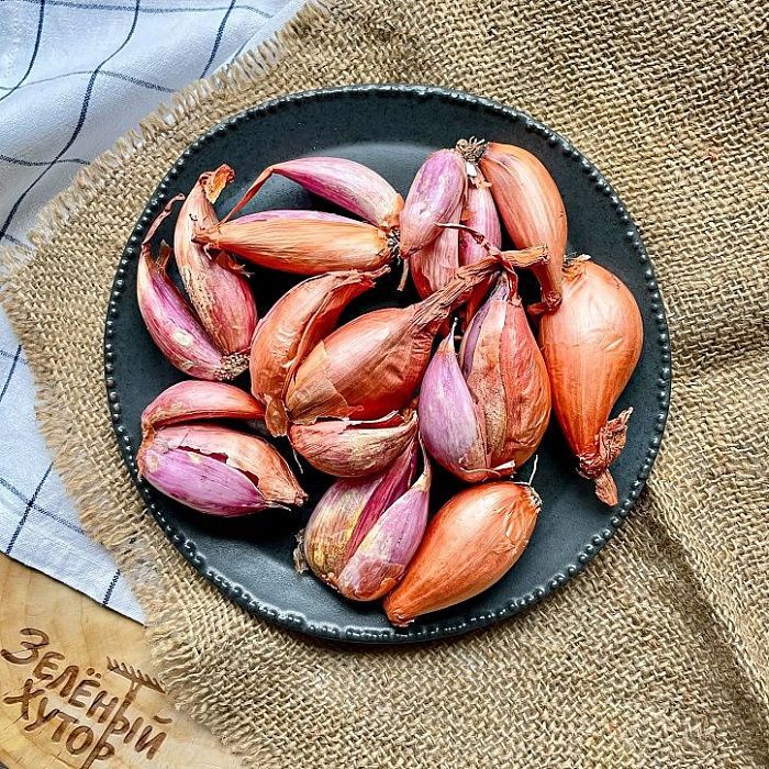 Лук-шалот, ферма Сергея Зверева