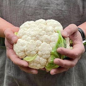 Цветная капуста, ферма Сергея Зверева