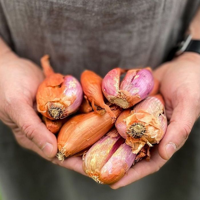 Лук-шалот, ферма Сергея Зверева