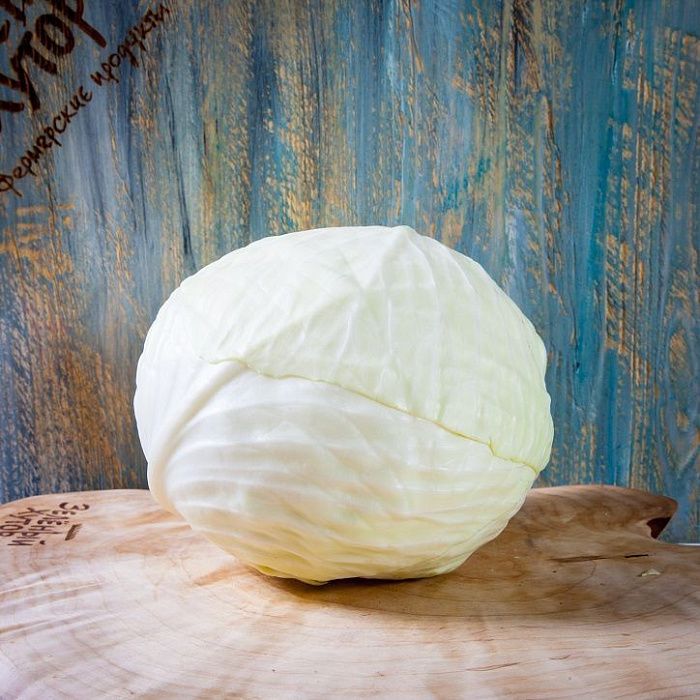 Капуста белокочанная, ферма Лебедь