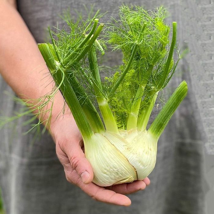 Фенхель, ферма Сергея Зверева