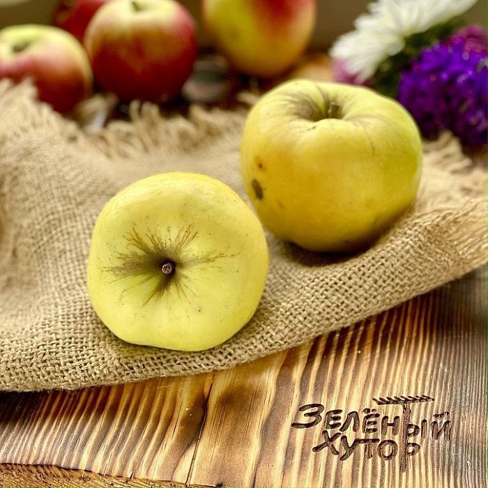 Яблоки Антоновка, ферма Брод