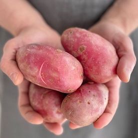Картофель, ферма Григория Анищенкова
