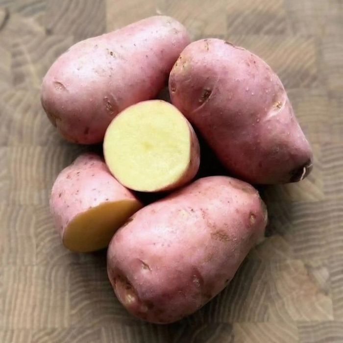 Картофель красный, ферма Лебедь