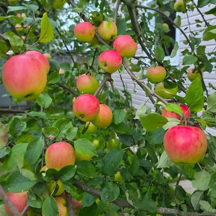 Яблоки летние, ферма Лебедь