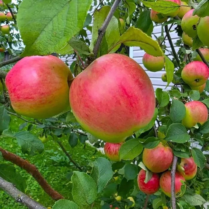 Яблоки летние, ферма Лебедь