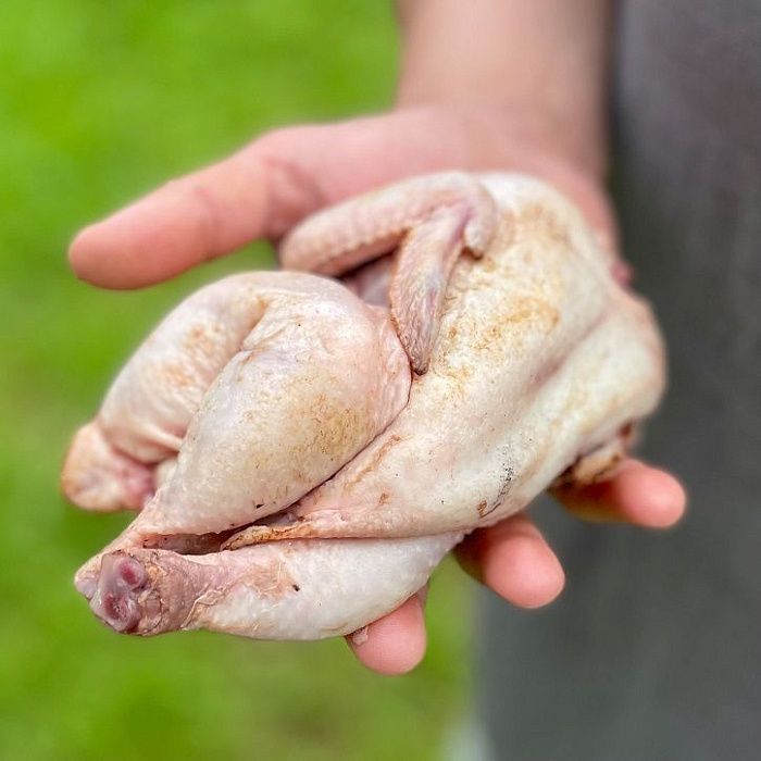 Цыпленок-корнишон, ферма Алаша Исмаилова