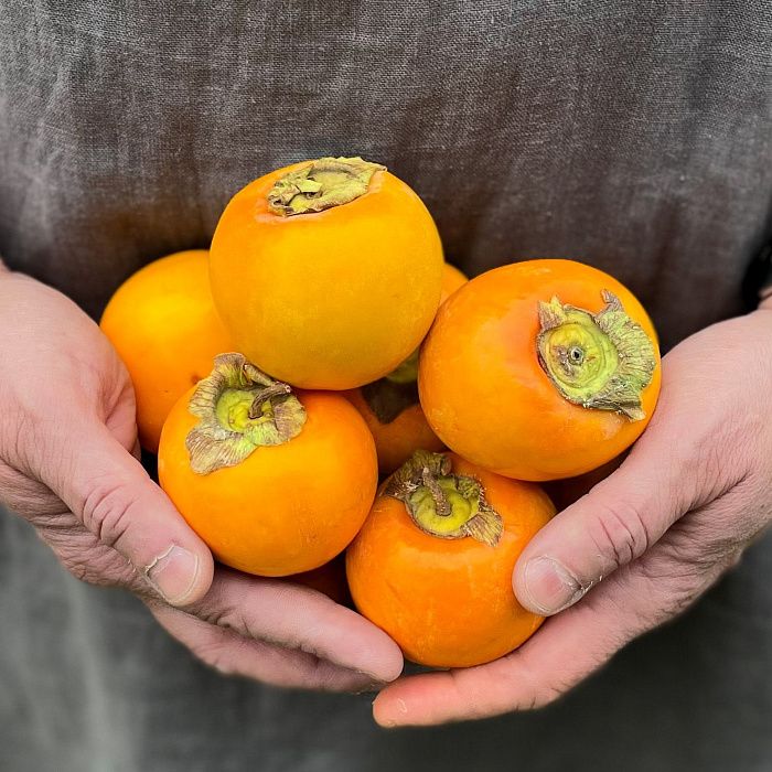 Хурма Королек, Абхазия