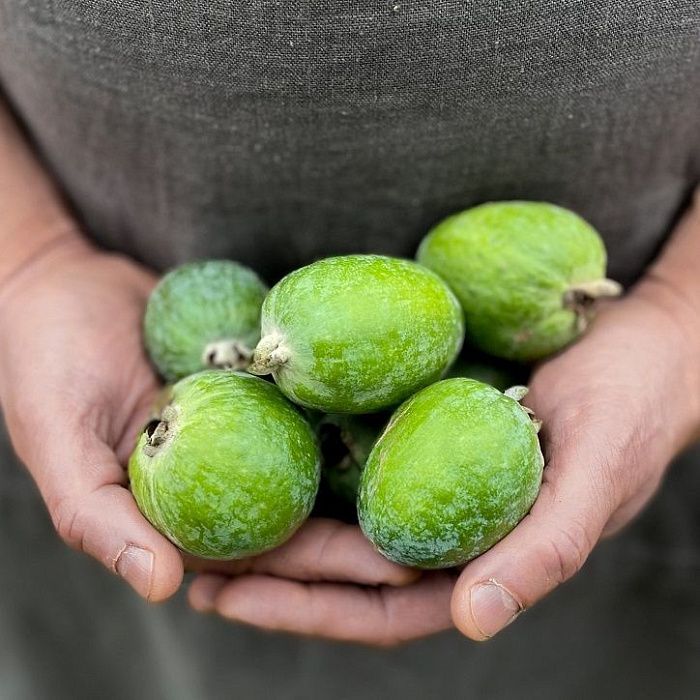 Фейхоа, Абхазия