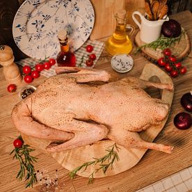 Гусь домашний