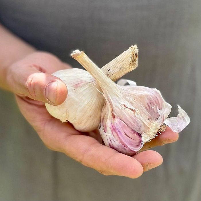 Чеснок, ферма Натальи Дроновой