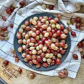 Крыжовник от Александра Чайкина