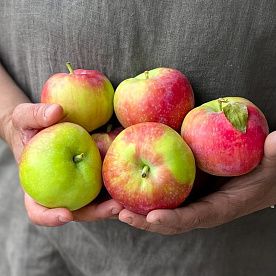 Яблоки ранние от Валерия Жомера