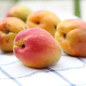 Абрикосы дикие, Кубань