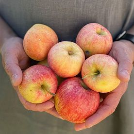 Яблоки, ферма Валерия Жомера