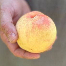Персики ранние, ферма Юрия Рыжевского