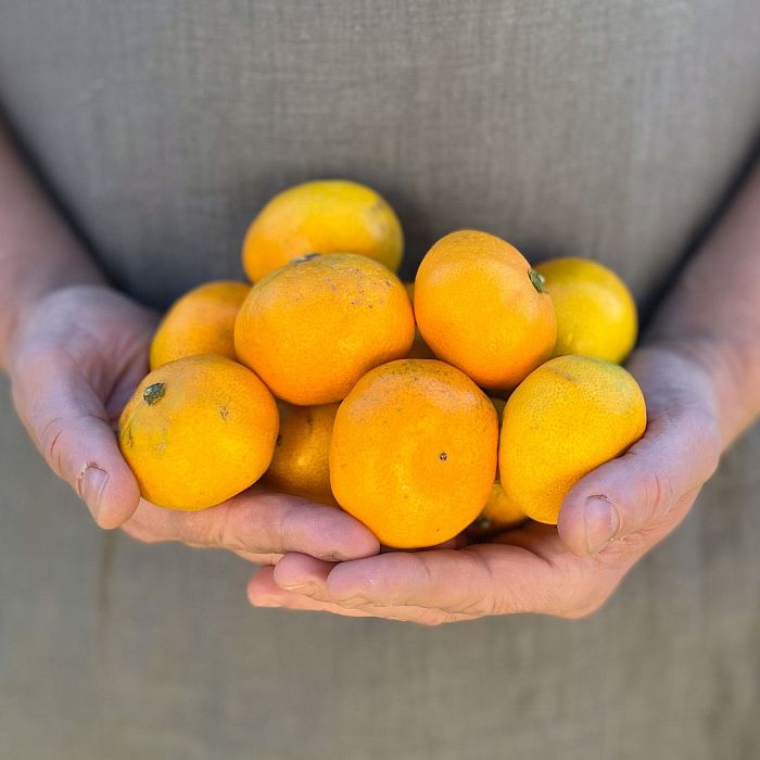 Мандарины, Абхазия