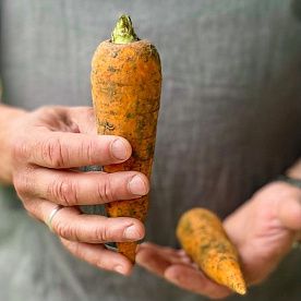 Морковь, ферма Сергея Зверева