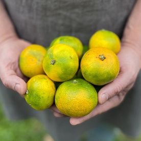 Мандарины ранние, Абхазия